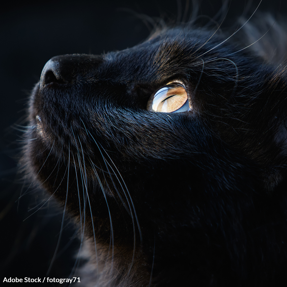 Fight False Myths: Take The Black Cat Pledge