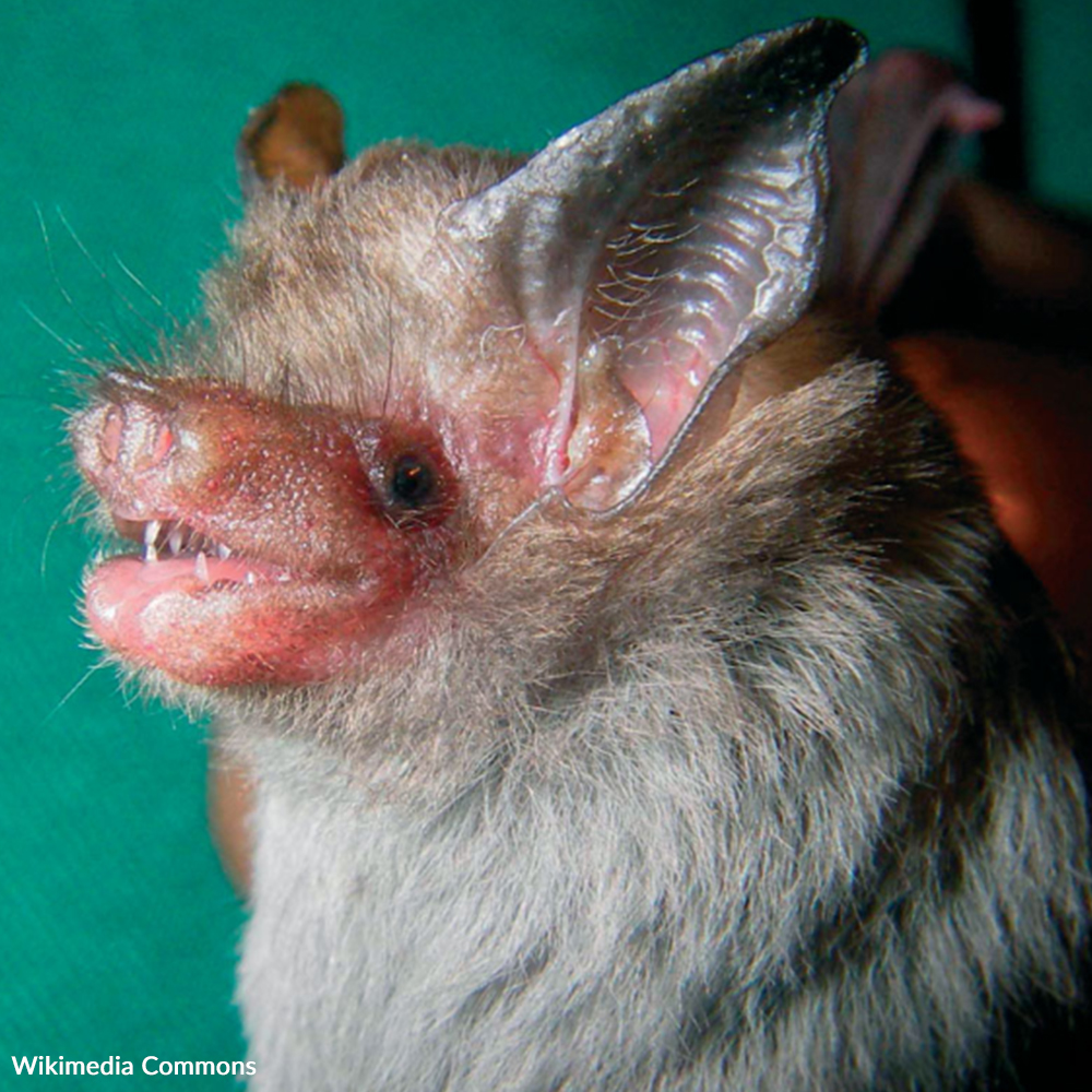 Save the Bumblebee Bat from Extinction!