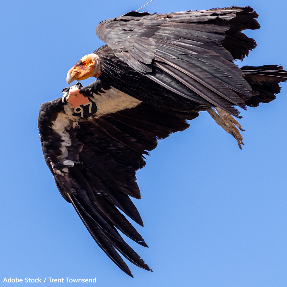 Save the California Condor from Lead Poisoning