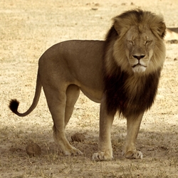 Sign now to do your part to end trophy hunting in Zimbabwe!