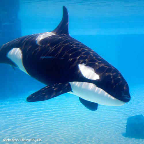 Don't Let This Chinese SeaWorld Copycat Keep Orcas Captive