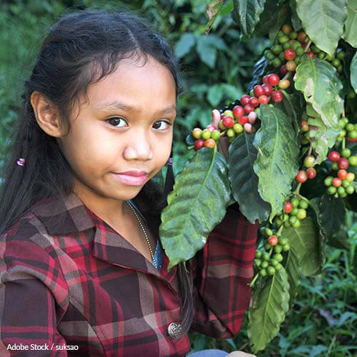 Climate change could render coffee extinct by 2080. So what happens to the 120 million people relying upon the key global crop?