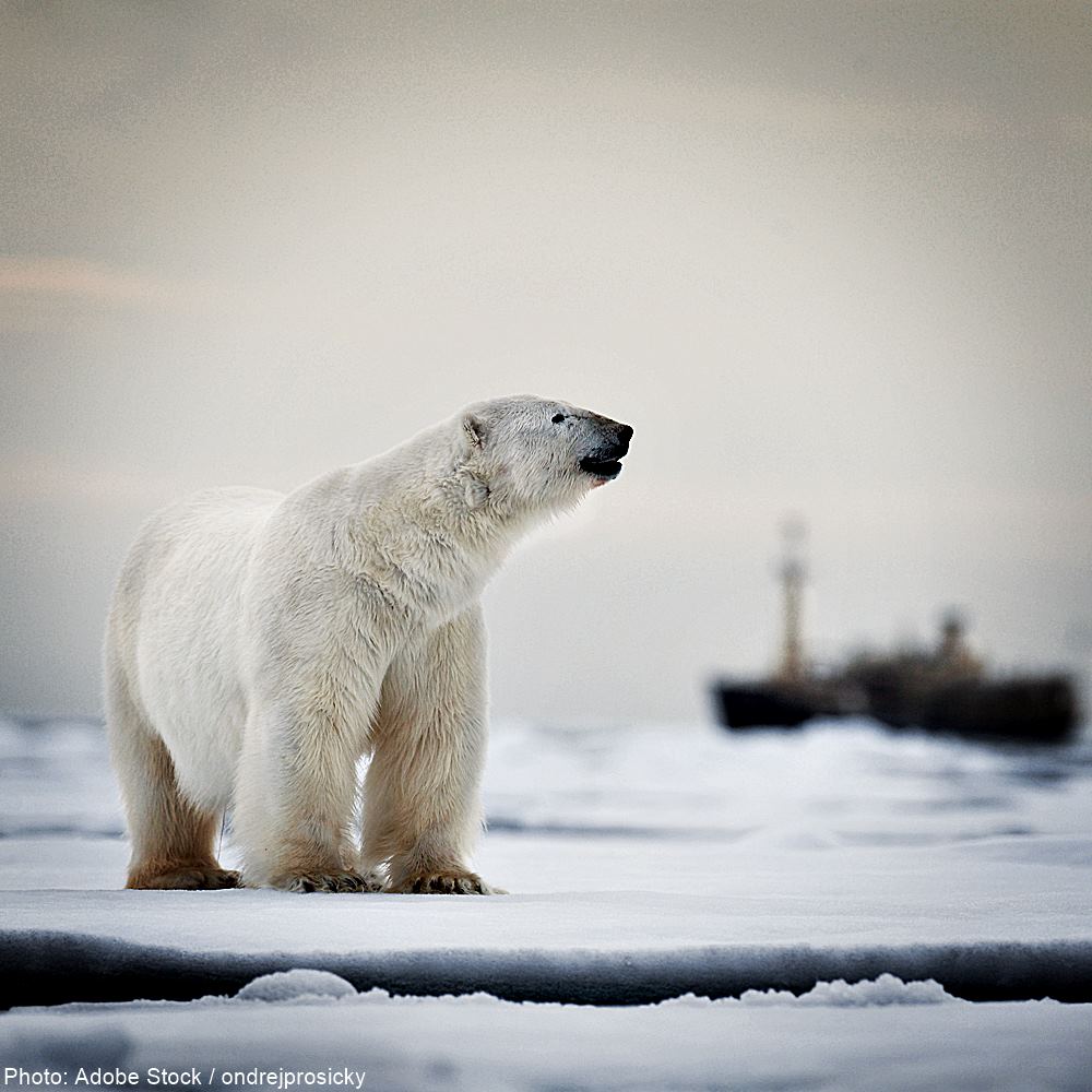 Save Polar Bears and Arctic Wildlife