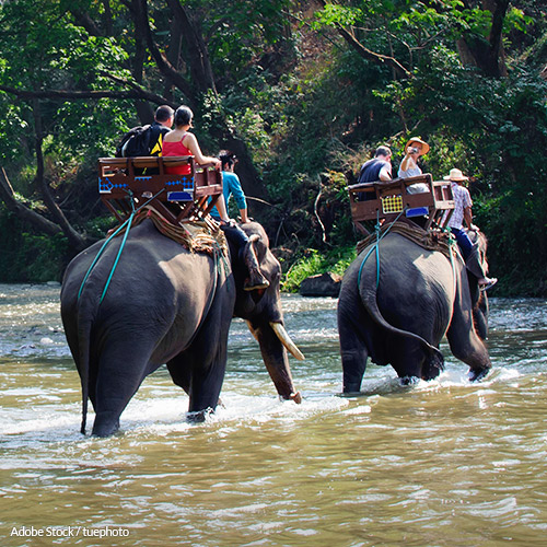 Help restore dignity to these beautiful animals by supporting a ban on elephant ride attractions across the U.S.