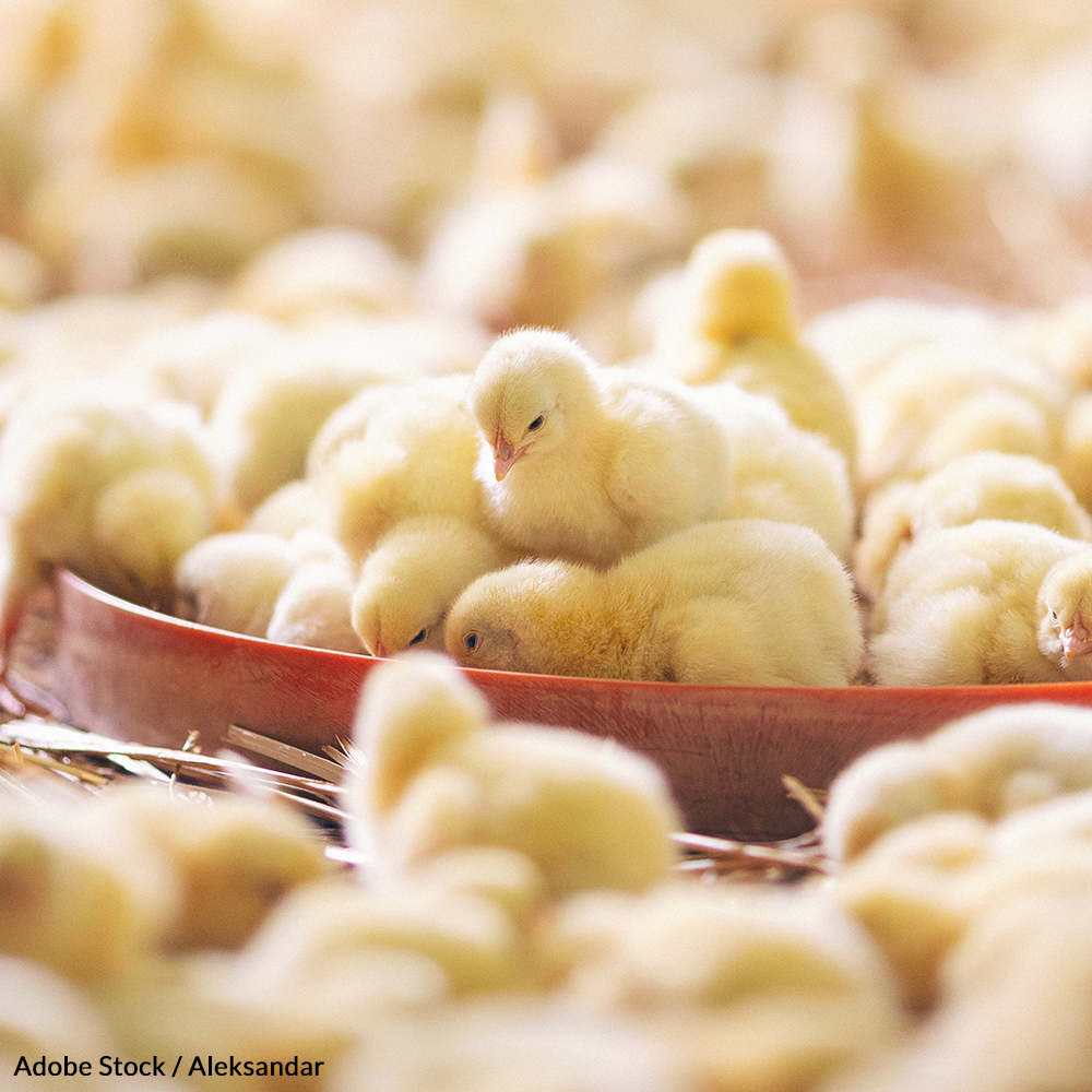 Millions of chicks will be killed this year because they can't lay eggs. Demand an end to this needless killing!