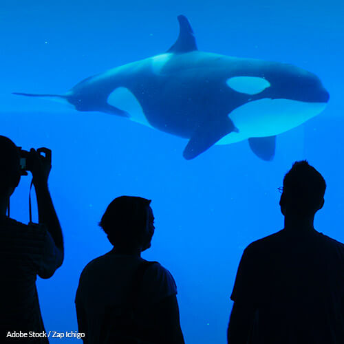 After 50 years in captivity, Lolita is suffering. Demand her release!