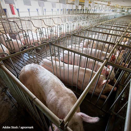 gestation crates 500x500 - Sows Spend Their Lives In Gestation Crates Before Going To Slaughter, But Do They Have To?