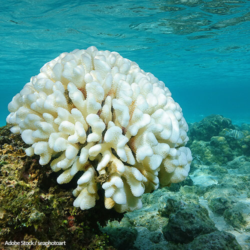 Speak Up for Our Coral Reefs!