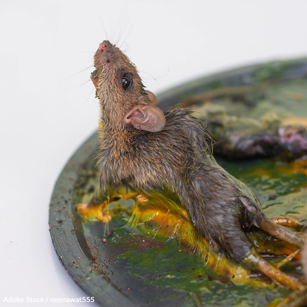Glue traps are indiscriminate and inhumane torture devices that have led animals to chew through their own limbs. Take a stand!