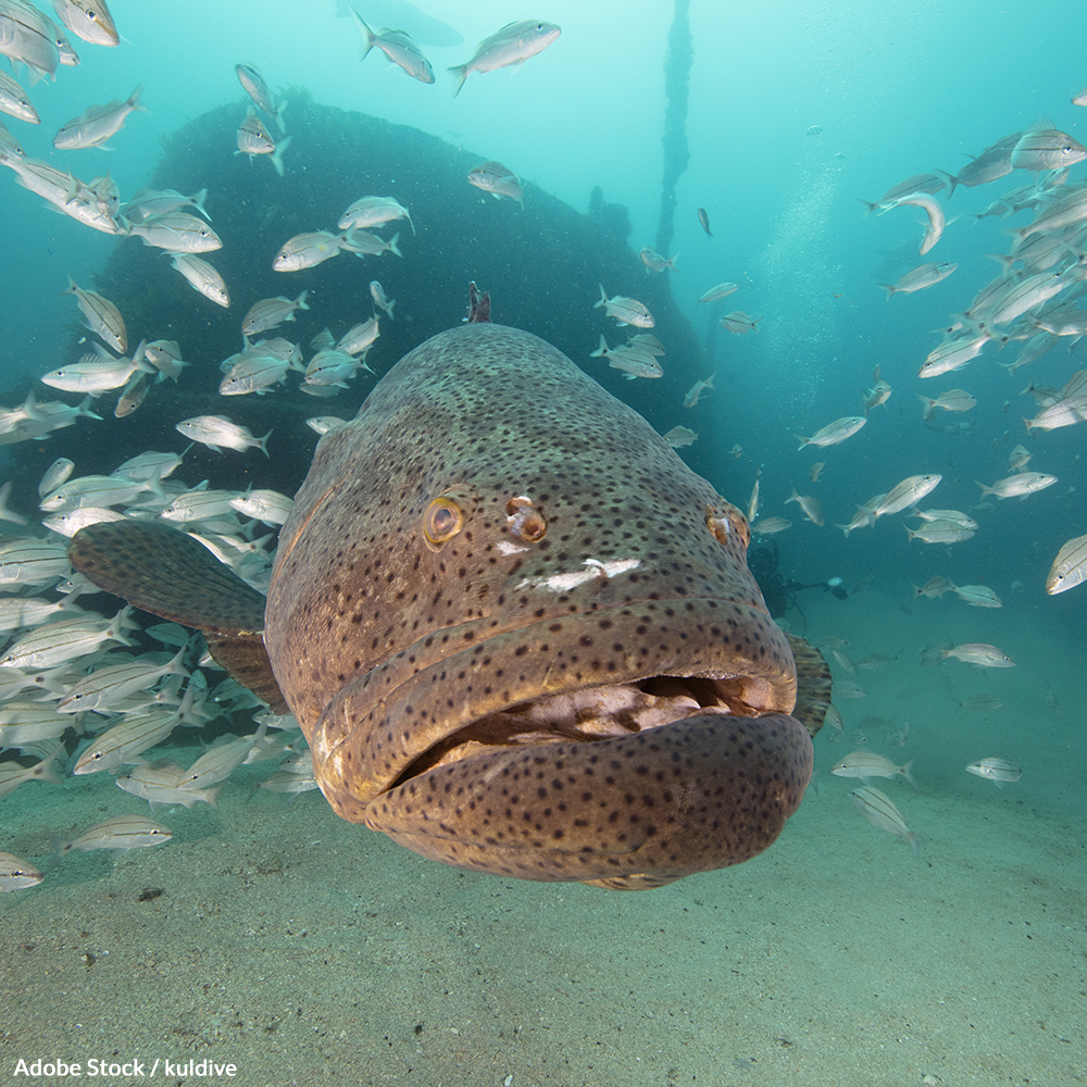 Take a Stand for the Goliath Grouper