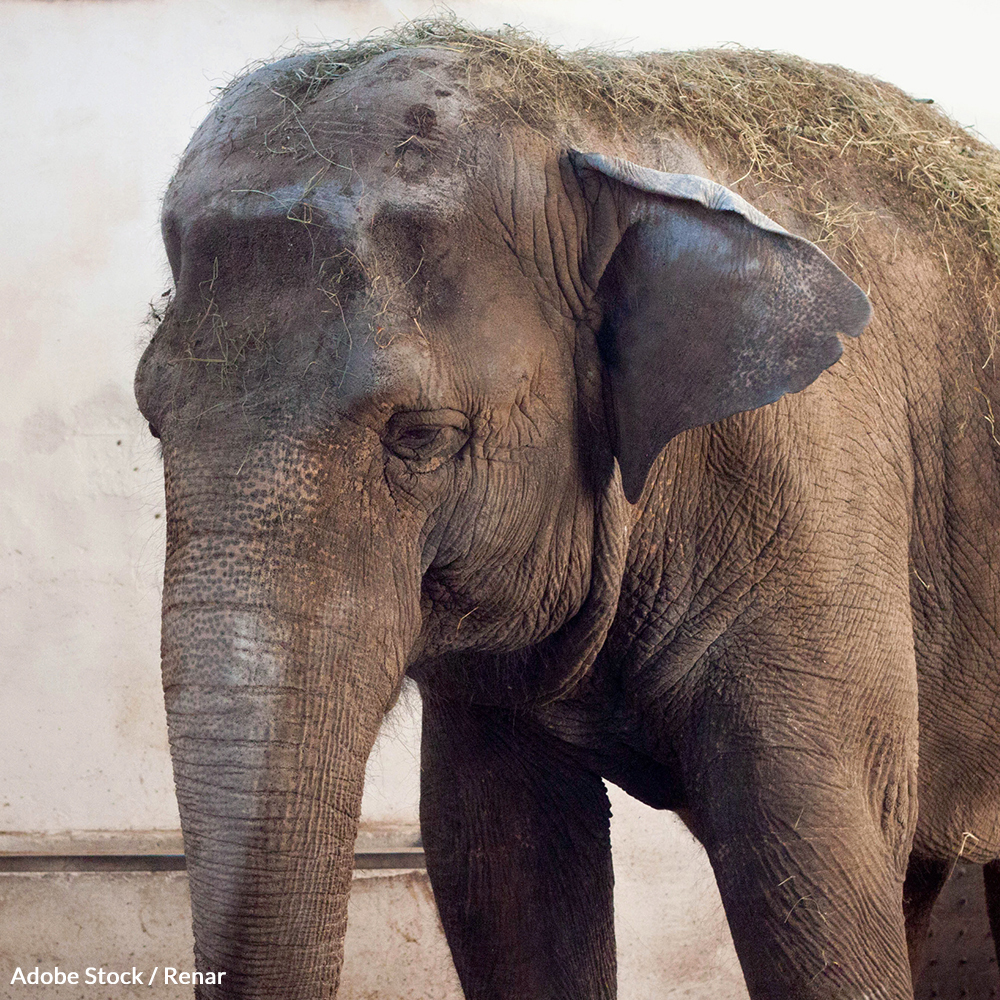 The Bronx Zoo has held Happy the elephant in a 1-acre-prison for the last 13 years. She deserves her freedom!