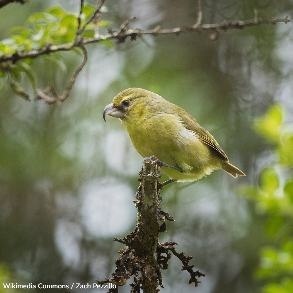 Save Hawaiian Forest Birds From Extinction