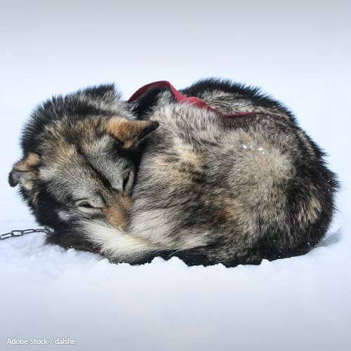 iditarod cruelty 500x500 - Sled Dogs Are Exempt From Animal Cruelty Laws In Alaska