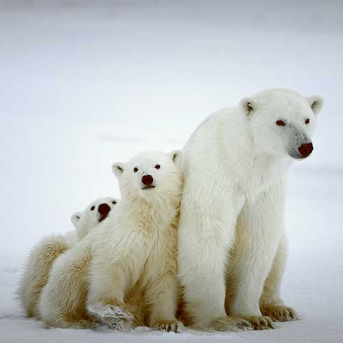 Tell the IUCN to consider climate change, and the devastation it's causing polar bears