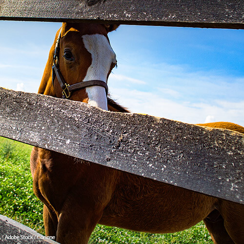 Despite being the state most known for its horses, Kentucky maintains the worst record for animal safety