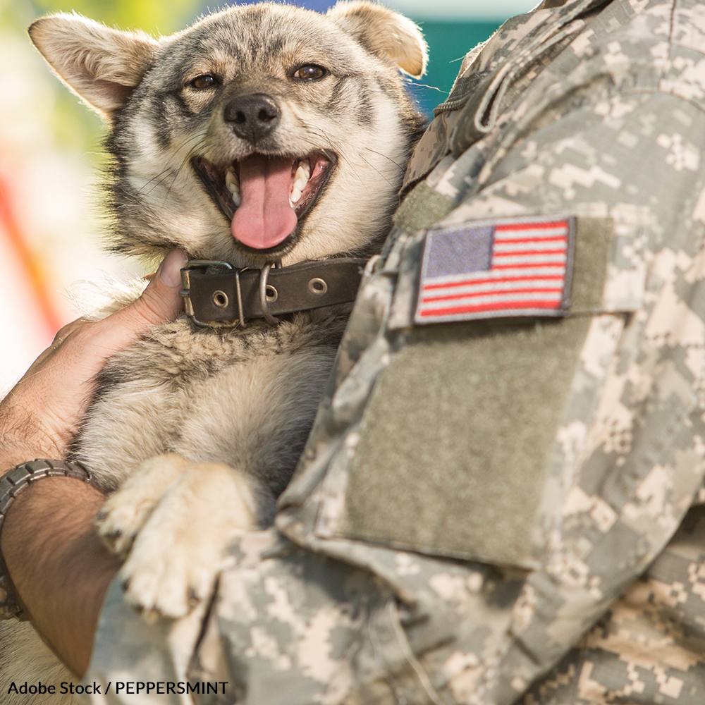 are huskies allowed on military bases