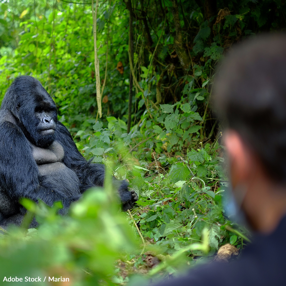 Protect The Mountain Gorilla From Habitat Destruction, Poachers and Disease