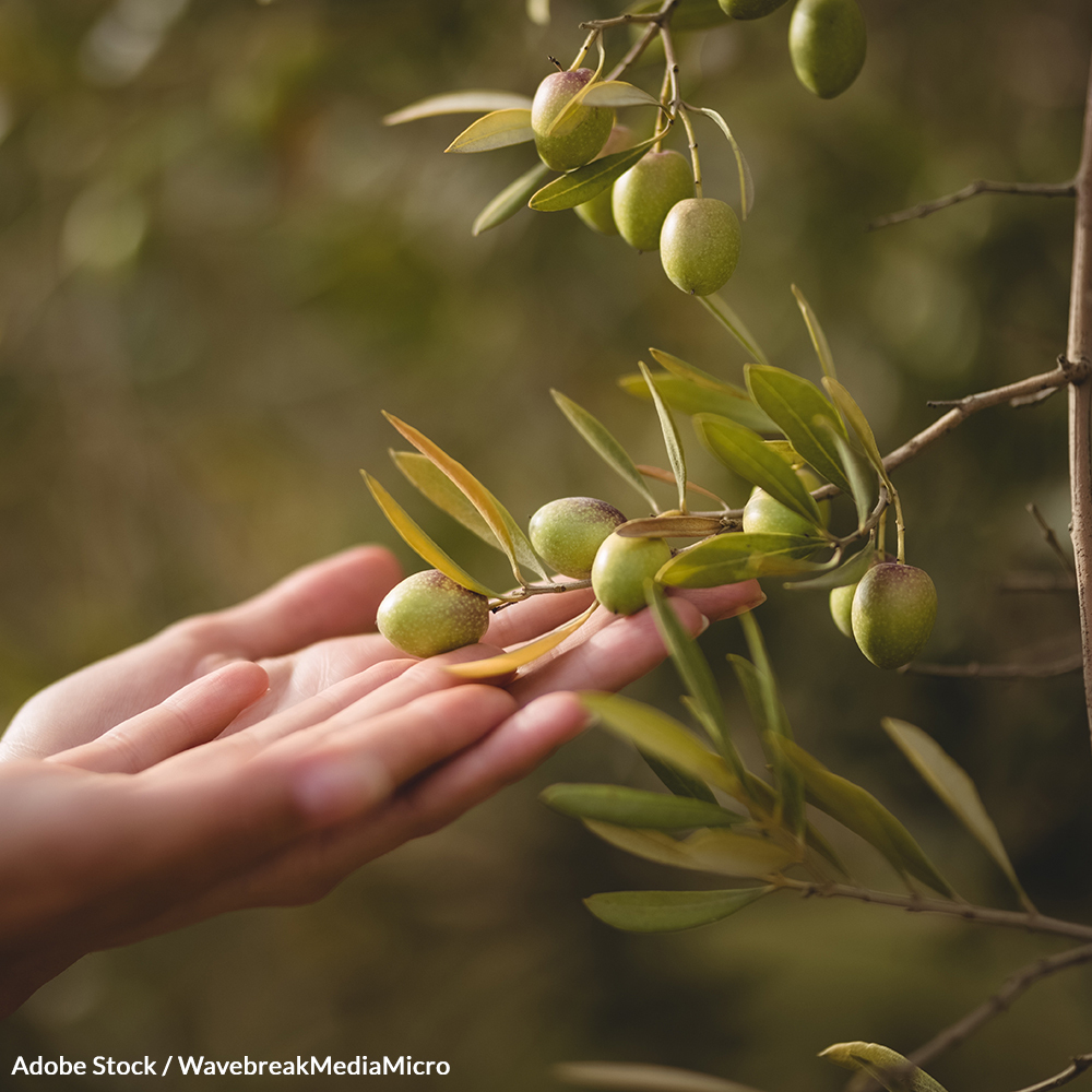 Save Birds From the Olive Oil Industry