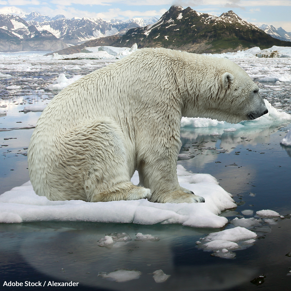 polar bears iucn 1000x1000 petition - New Research Shows Polar Bears Could Go Extinct By 2100