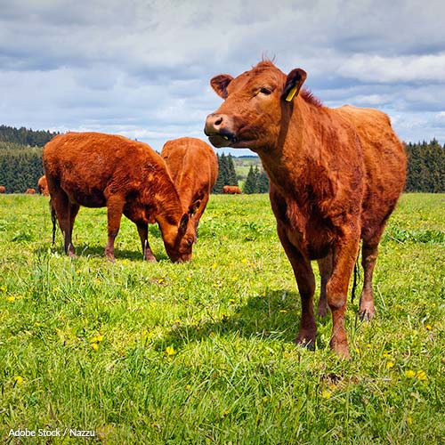 End Cattle Grazing on Federal Lands!