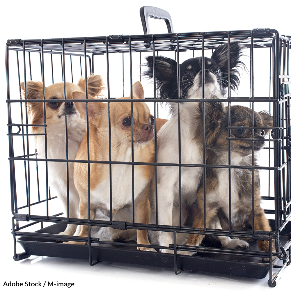 Tell the government that puppies in kennels across the country need the freedom to play!