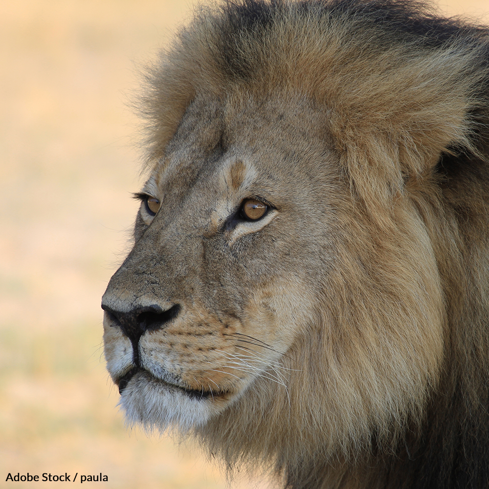 remember cecil 1000x1000 petition - Years After Cecil’s Death, Trophy Hunting Permits Are Still Being Issued In Zimbabwe