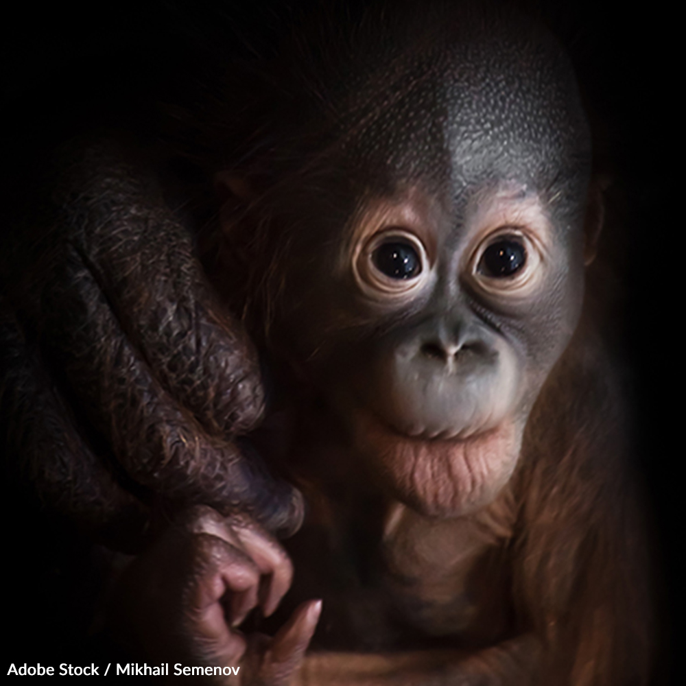 Protect The Critically Endangered Orangutan