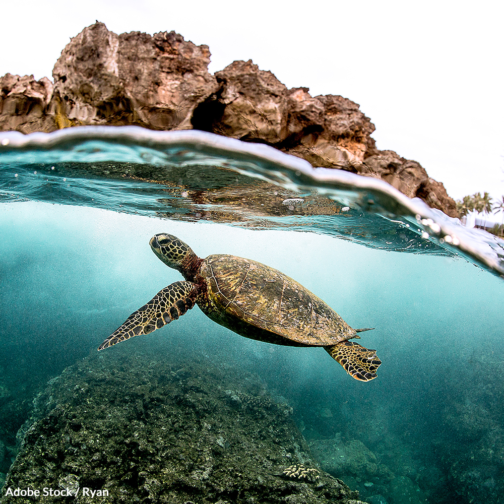 Protect Sea Turtles From Extinction