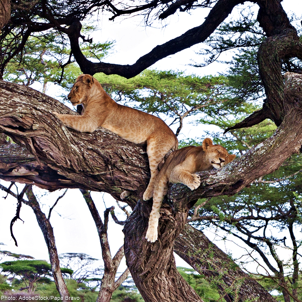 The Tanzanian government wants to log over 500 square miles of pristine protected forest to make way for a dam.