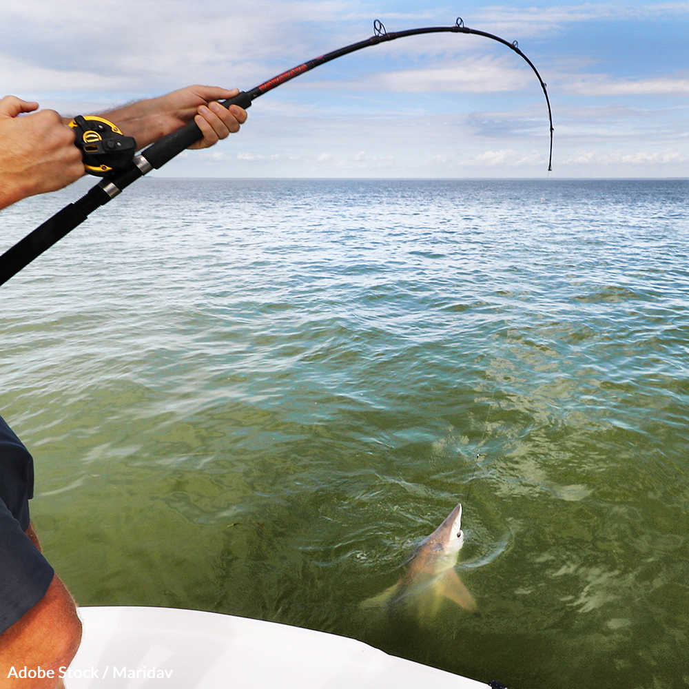 Stop Florida's Horrific Shark Killing Contest