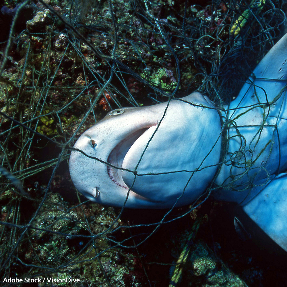 Tell Australia to Leave Shark Nets Behind