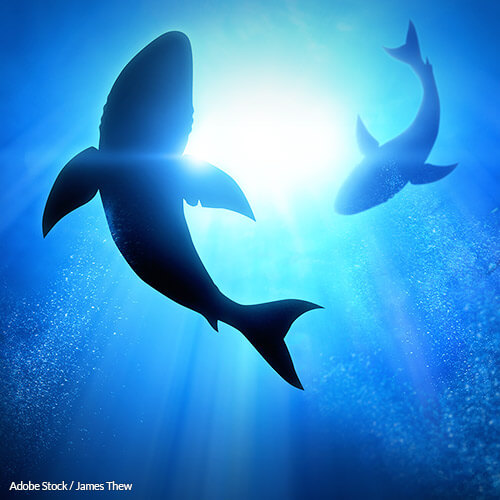 There's no proof that shark cartilage helps human joints, and no reason these products should be sold! Tell GNC to stop now!