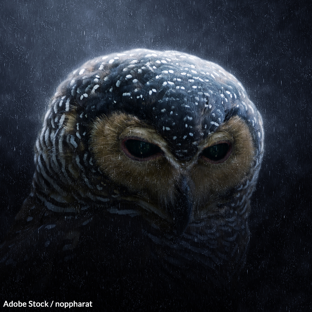 Support the proposal to restore 3.4 million acres of protected land to the Spotted Owls habitat.