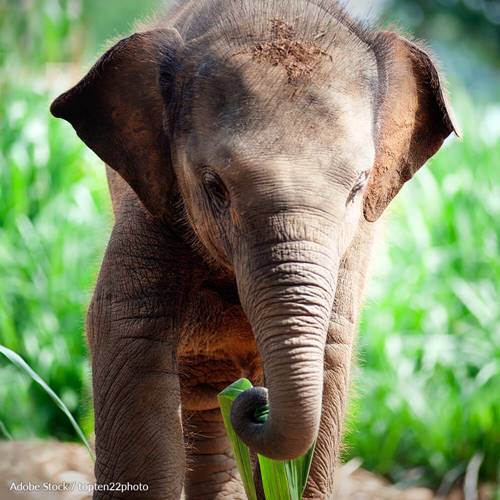 Demand that Thailand's government take steps to end elephant exploitation at the world's largest elephant festival.