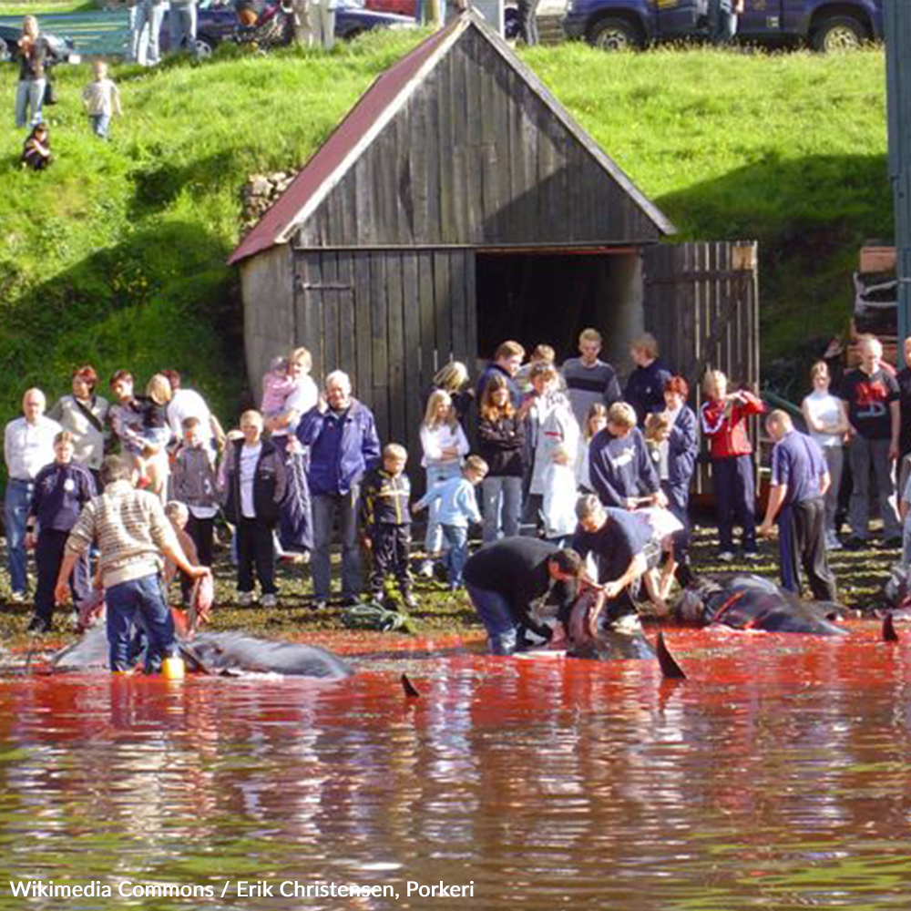 Tell the Faroe Islands government to put an end to this brutal slaughter now!