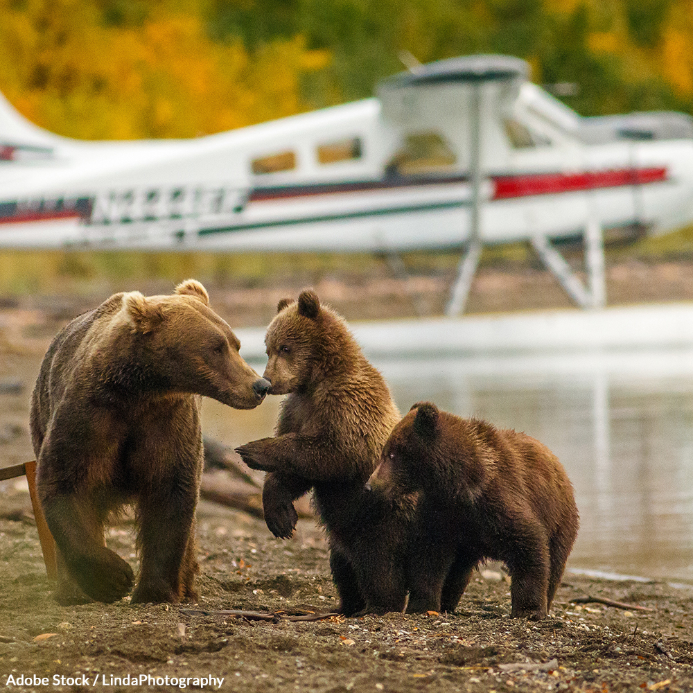 Congress is allowing extreme methods to kill grizzlies, black bears, and wolves in Alaska - for terrible reasons.