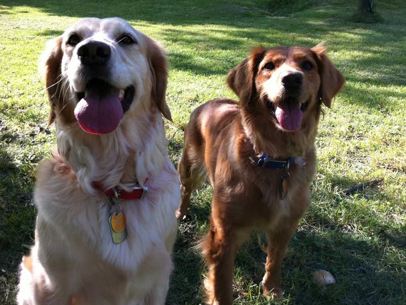 Nutmeg and Pumpkin The Animal Rescue Site