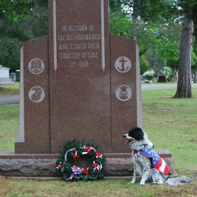 Jack the wanderdog paying tribute to our troops and canines