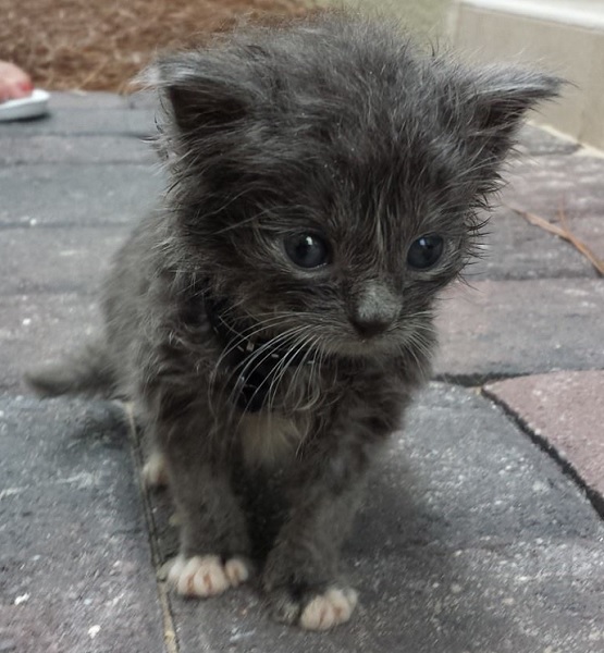 Abandoned kitten in a ditch The Animal Rescue Site