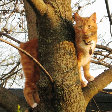 How Bob found us @ The Animal Rescue Site