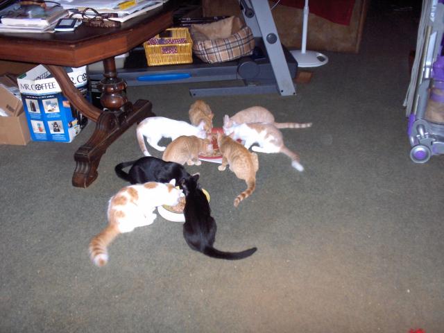 The Animal Rescue Site