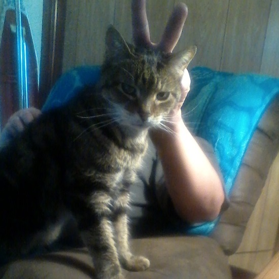 Mean Eyed Cat The Animal Rescue Site