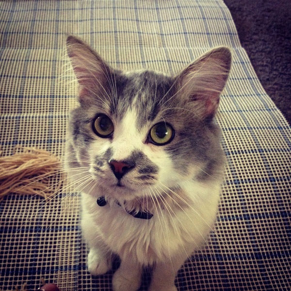 Rejected Kitten The Animal Rescue Site