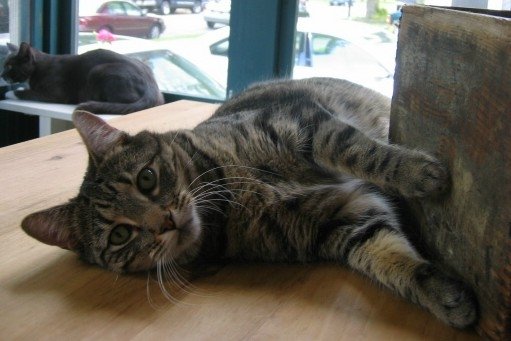 Rudy the 9/11 Cat @ The Animal Rescue Site