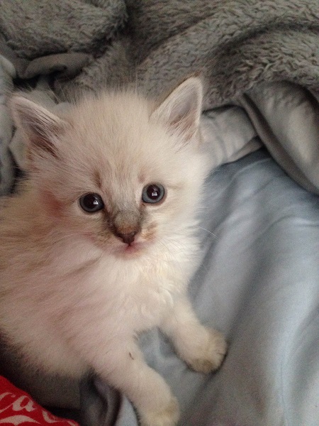 The Litter Box Sleeper @ The Animal Rescue Site