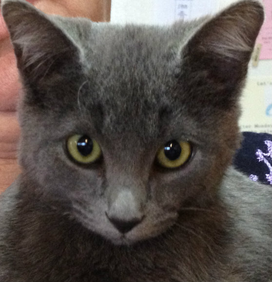 4 Month Old Kitten Rescued From Mall Parking Lot The Animal Rescue Site