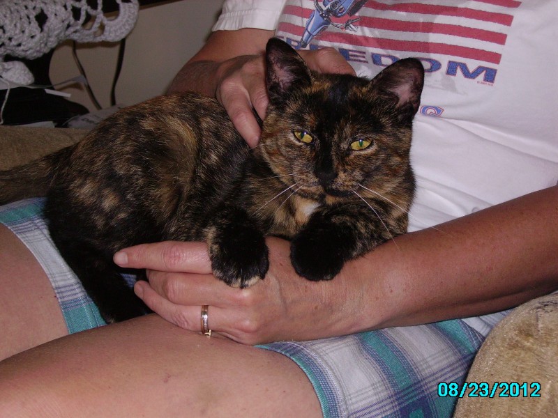 The little tortie who changed a man's heart