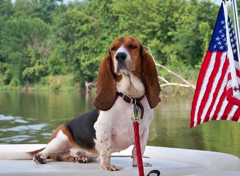 Mater the Therapy Dog