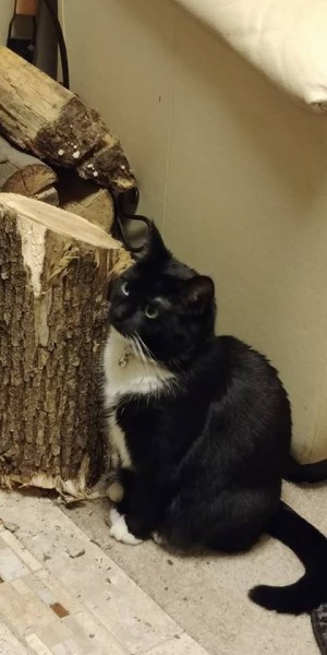 Wood Pile Kitty