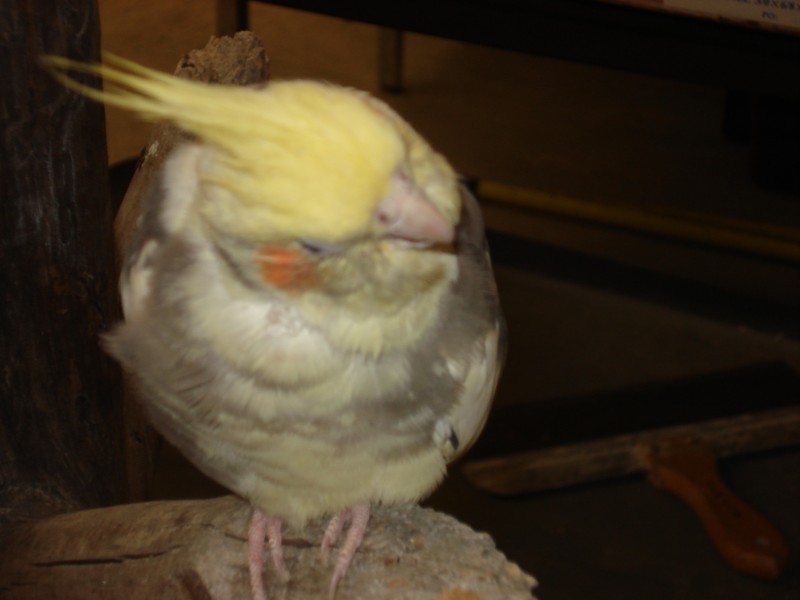 My cockatiel flew away